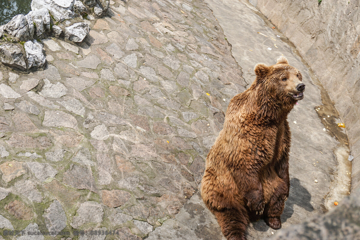 动物园 找 食 棕熊 哺乳动物 食肉动物 动物 熊 千库原创 特写 商业
