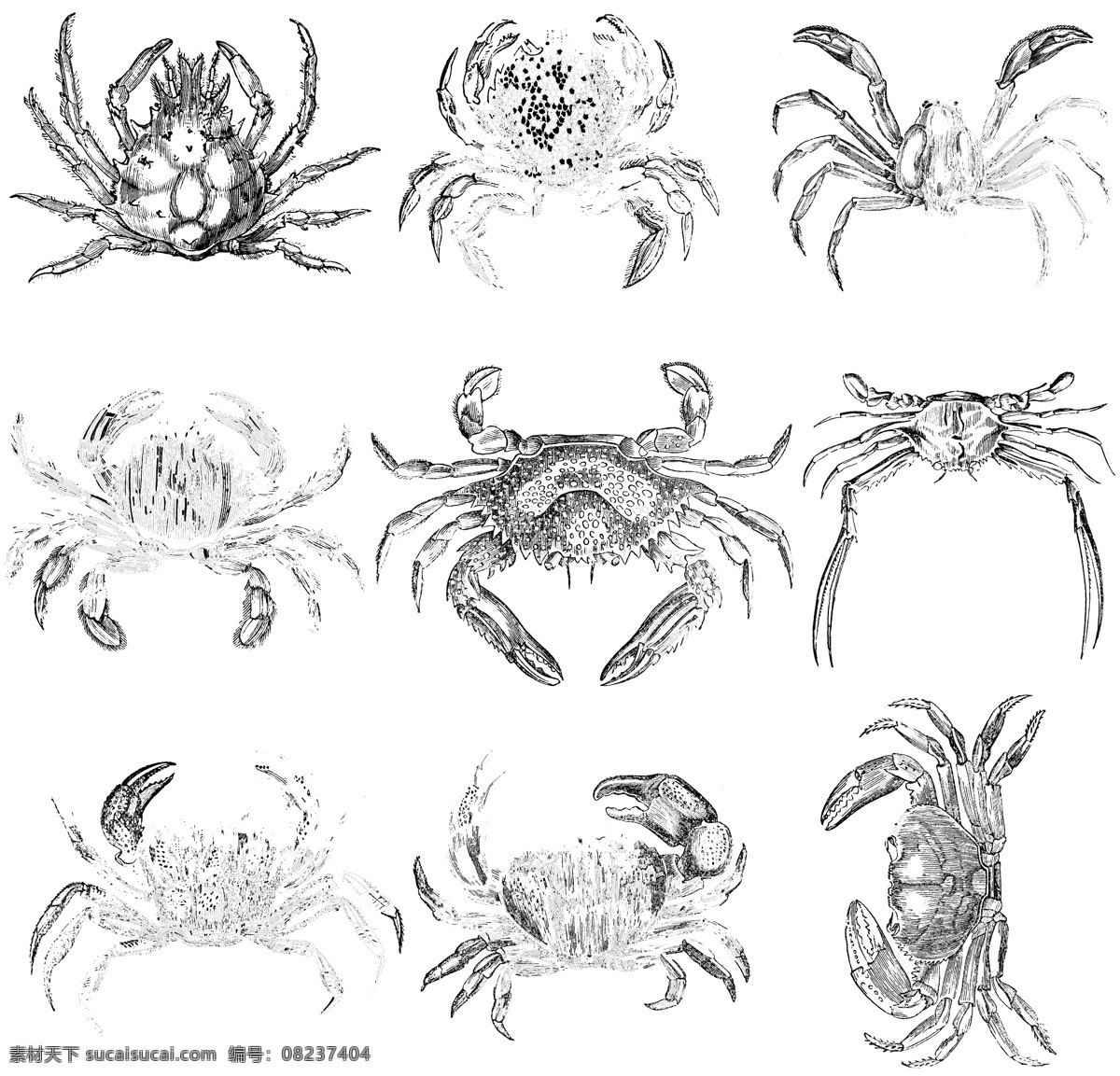 鱼类 贝 甲壳 类 欧美 古典 线条 矢量 动物 库 欧洲古典素材 矢量素材 素描素材 线条素材 非 主流 矢量图 其他矢量图