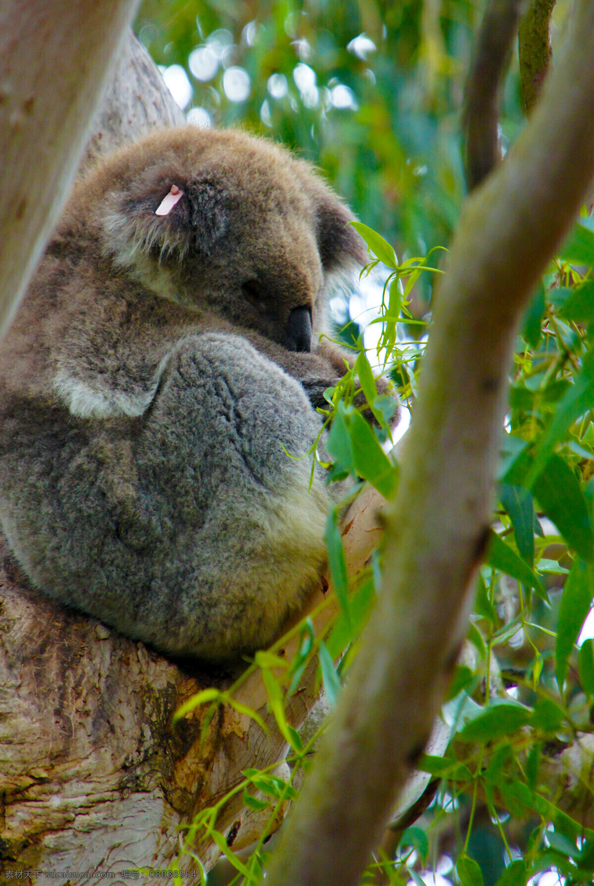 澳洲 塔斯马尼亚 考拉 旅游 风光 风景 国外风景 野生动物 生物世界