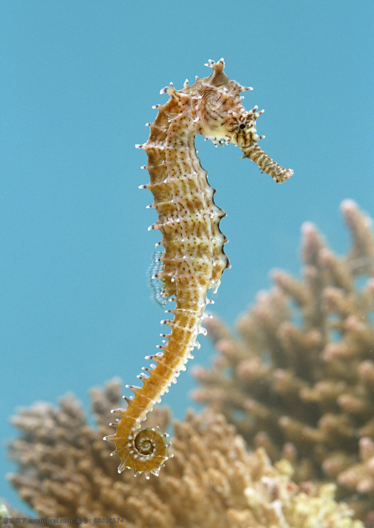 海马 海洋 野生动物 生物世界