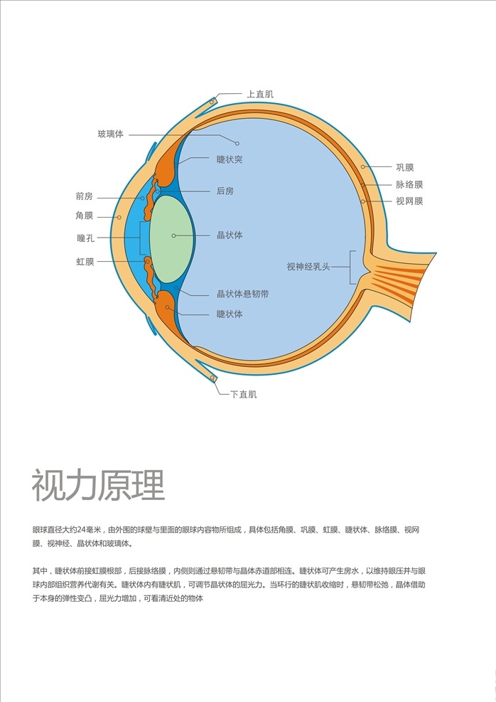 视力原理 好视力 视力眼镜原理 卡通 源文件 3cdr