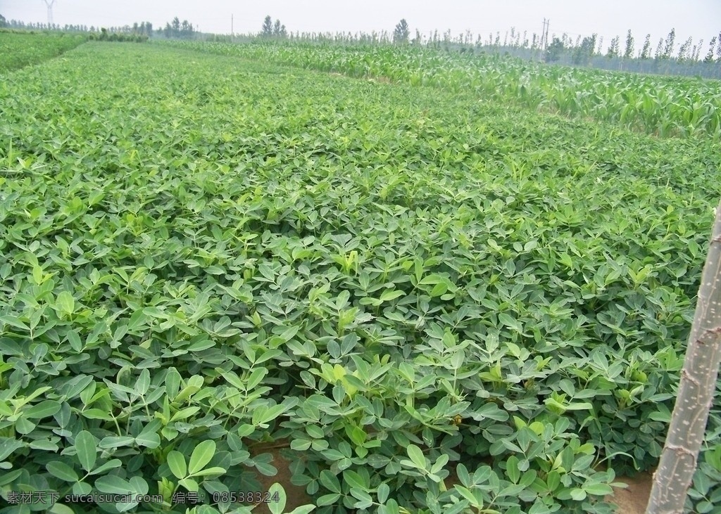 花生 花生地 植物 农作物 庄稼 田园风光 自然景观