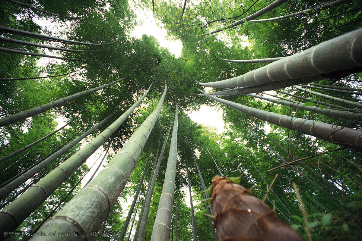 森林 风光 背景 风景 季节 旅游 森林风光 摄影图库 树 树林 树木 休闲 自然 自然风景 自然景观 生活 旅游餐饮