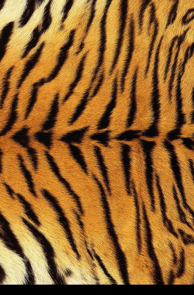 虎纹 生物世界 野生动物 动物皮毛 摄影图库 300