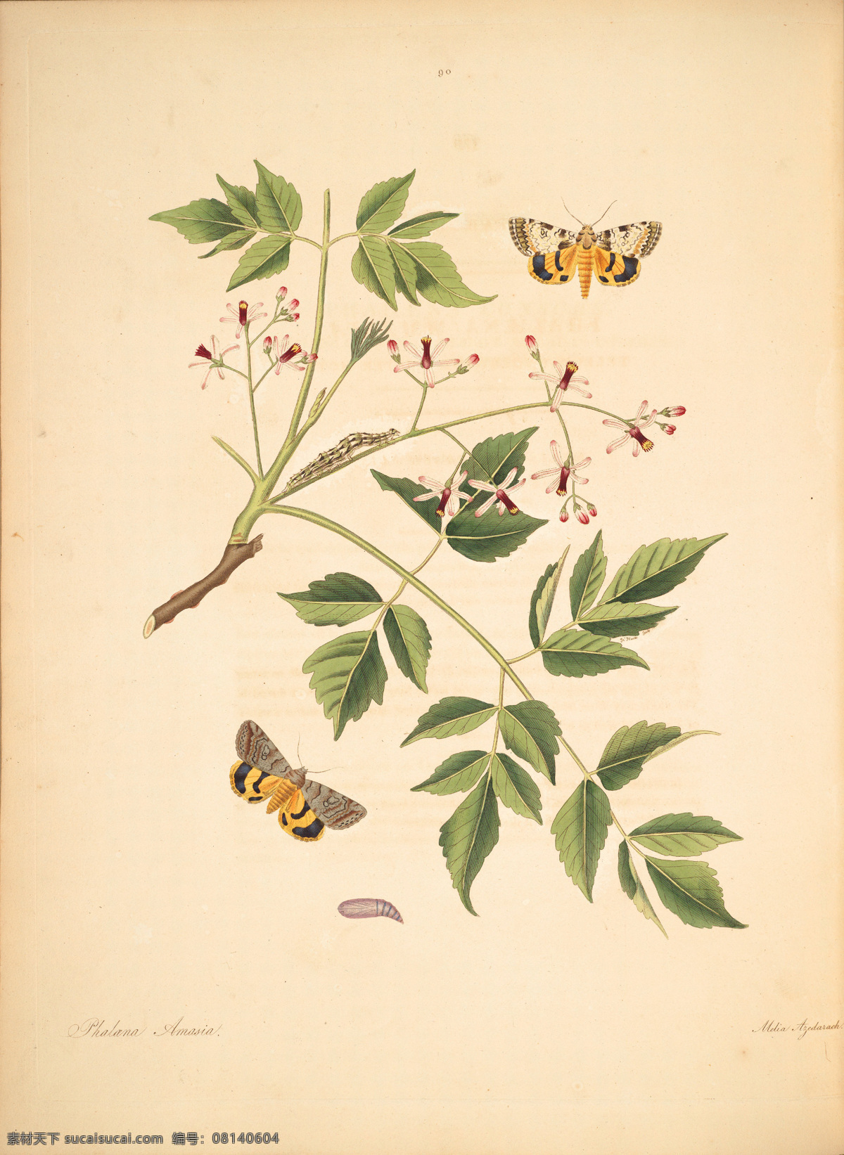 蝴蝶植物图谱 复古手绘 郁金香 图谱 植物图 插画 植物 叶子 玫瑰花 手绘兰花 植物图谱 装饰画 无框画 手绘插画 花卉 蝴蝶 鲜花 手绘花纹 精美花纹 兰花贴图 简洁 移门设计 彩色花朵 手绘设计 手绘花朵 花纹素材 生物世界 花草 植物园 复古手绘花卉