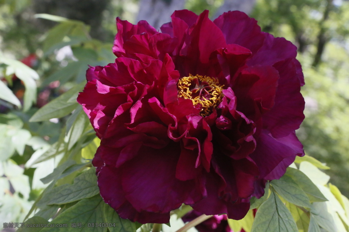 牡丹花 牡丹 花卉 花儿 花草 植物 园林绿化 绿化景观 花朵 花蕊 牡丹园 园艺 富贵牡丹 芍药牡丹 生物世界