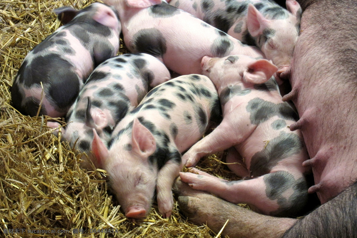 野猪 家猪 家畜 豕舒胖子 黑面郎 pig swine