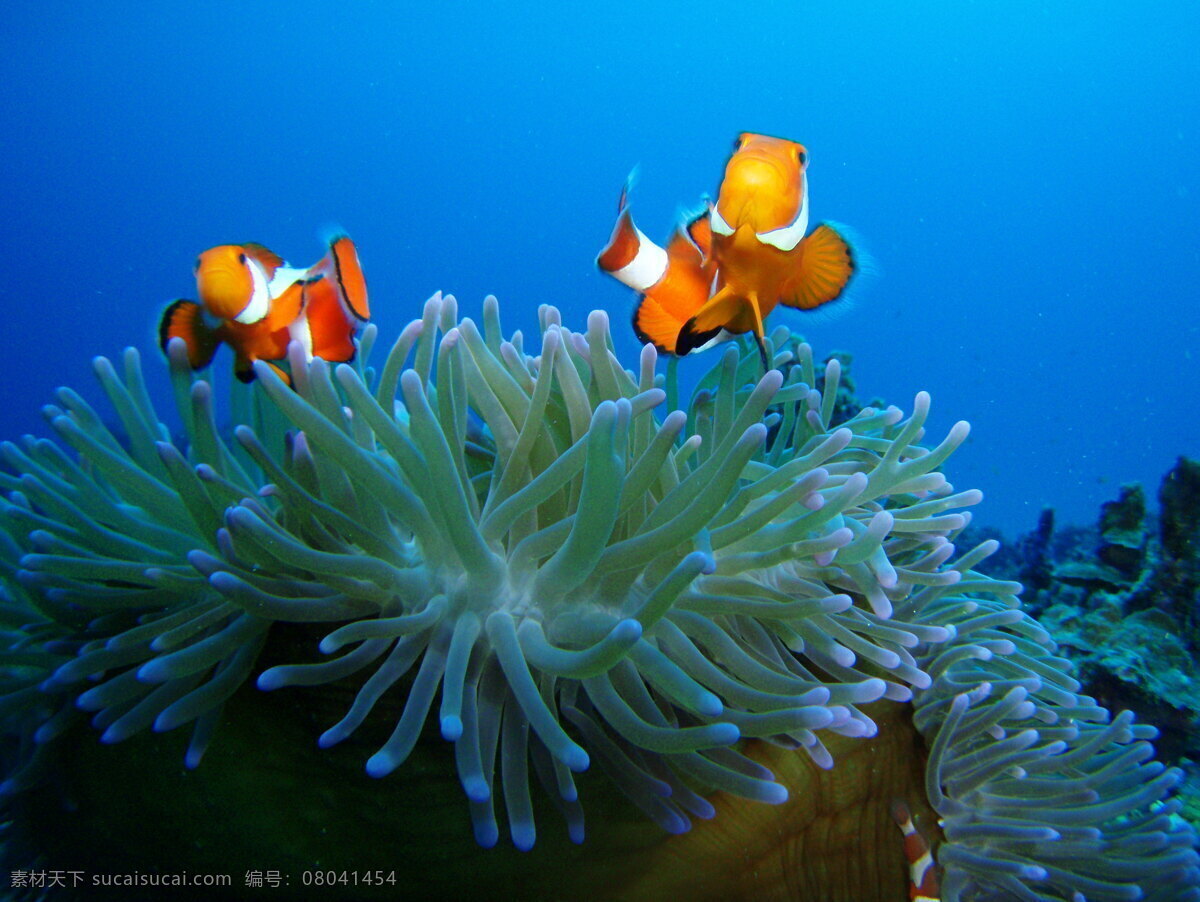 海洋生物 海底世界 海洋 礁石 生物世界 鱼 鱼类 珊蝴礁石 珊蝴 海底景色