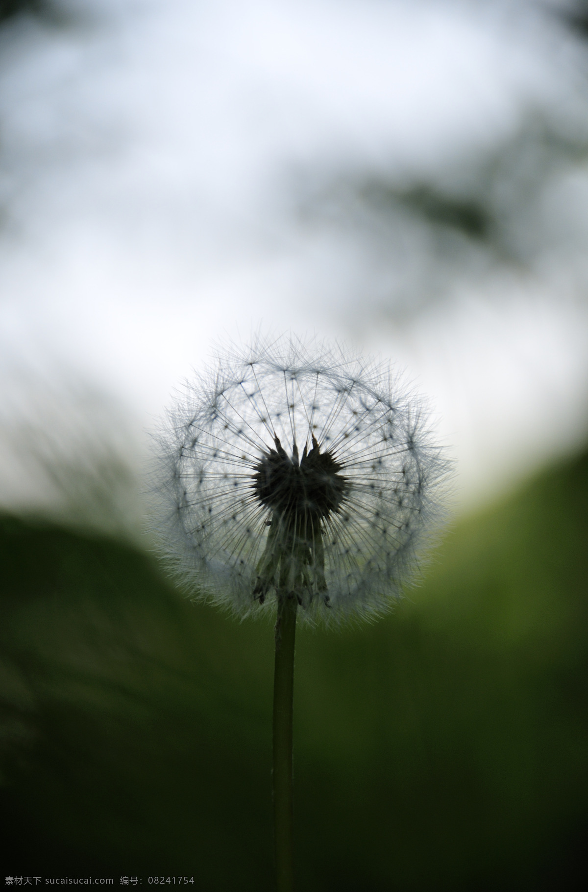 蒲公英 花草 生物世界 蒲公英剪影 psd源文件