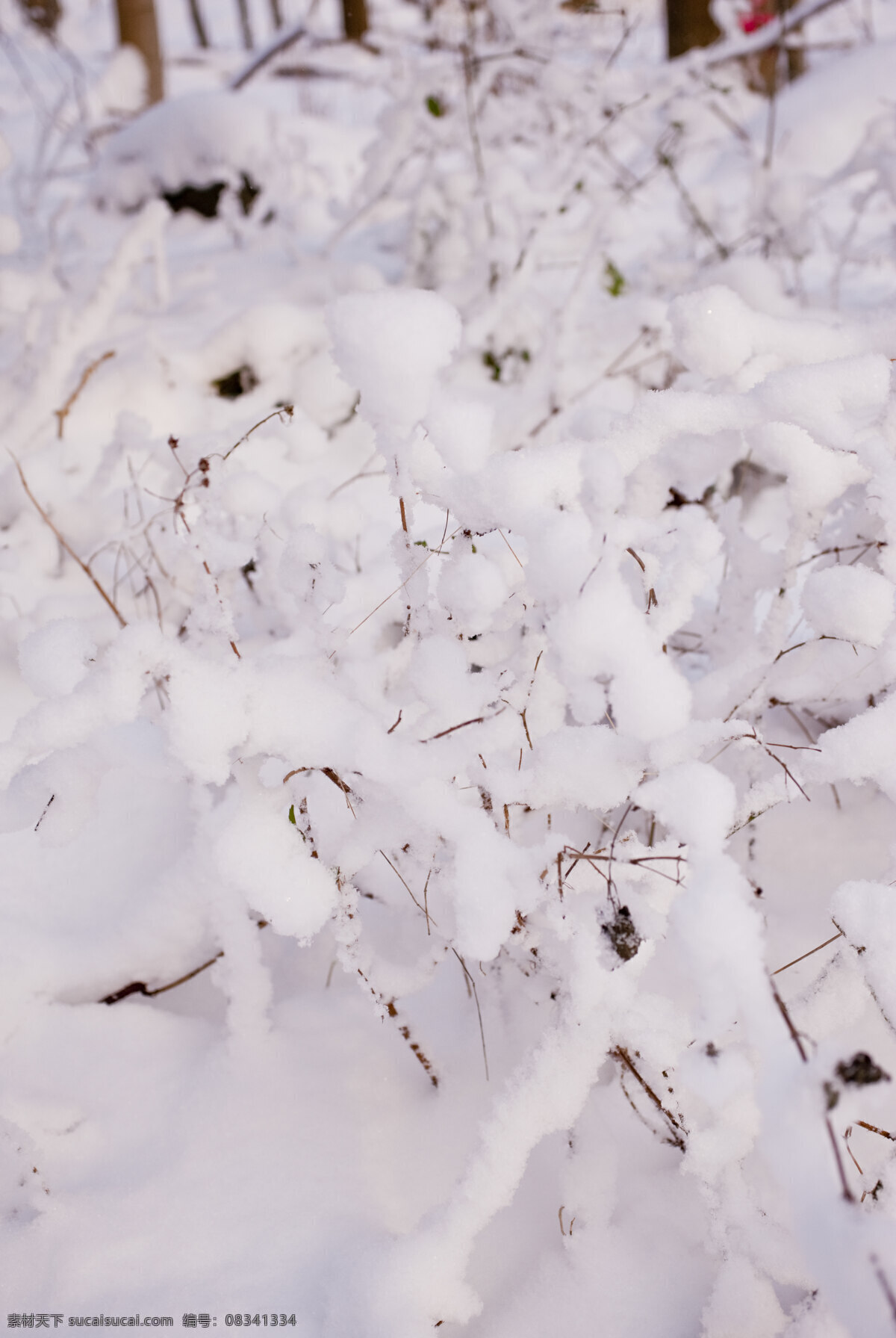 雪 冬天 多雪的冬天 文化艺术