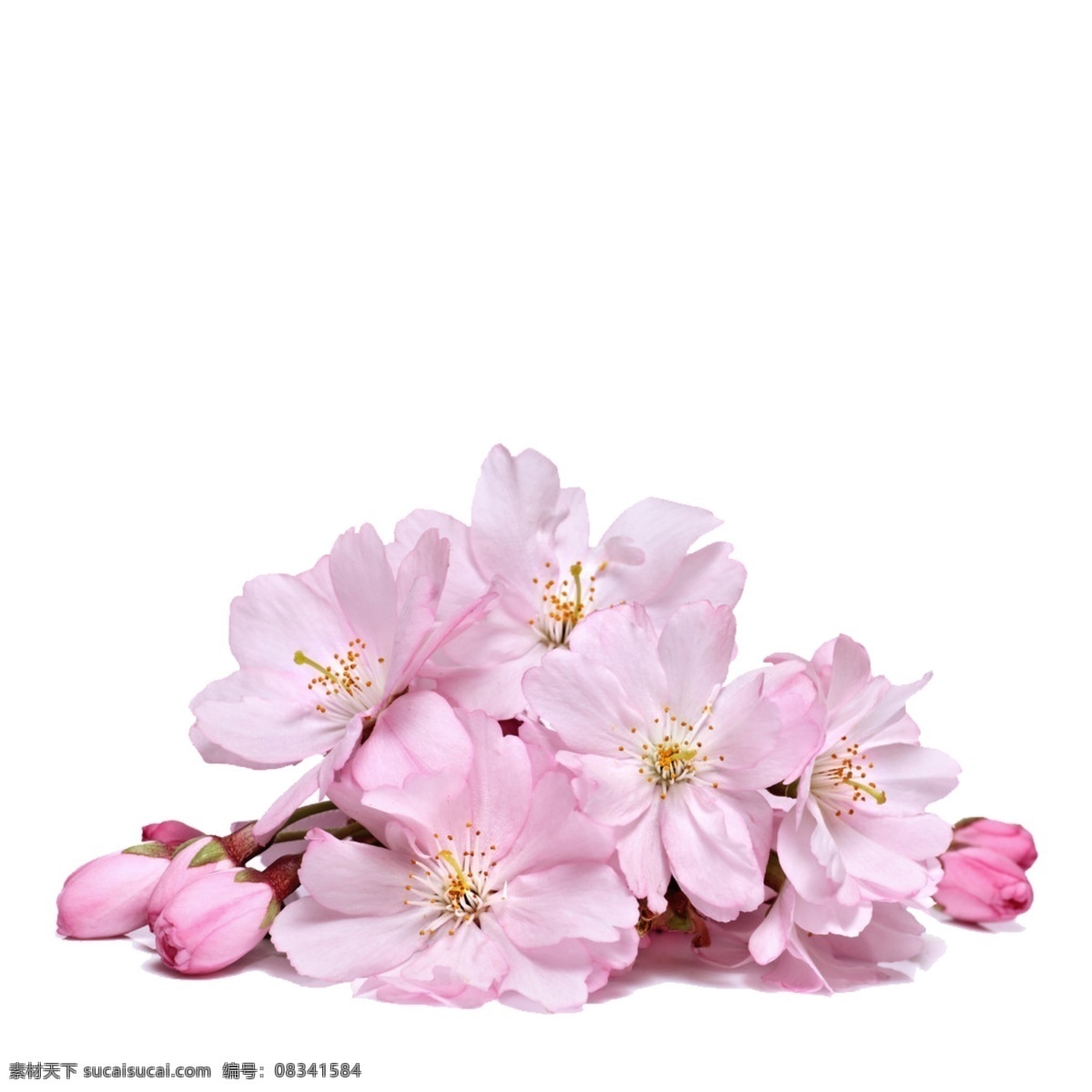 粉红 樱花 樱花之恋 粉色樱花 樱花花朵 节日素材 情人节七夕