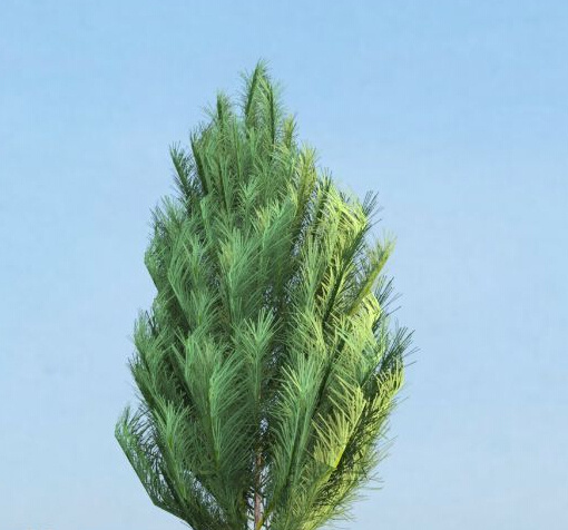松树 3d 模型 3d模型 3d素材 3d模型设计 3d模型素材 动植物模型