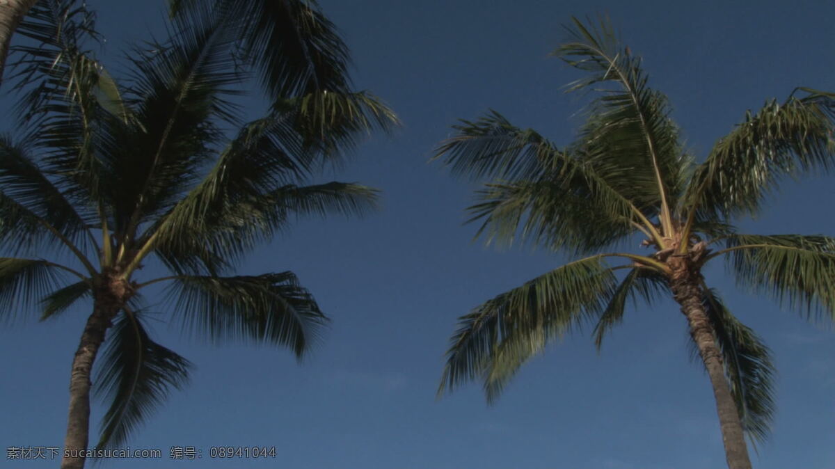 棕榈树 海洋 倾斜 查看 股票 录像 人 视频免费下载 树 太平洋 夏威夷 看来 砂 蓝色的天空 其他视频
