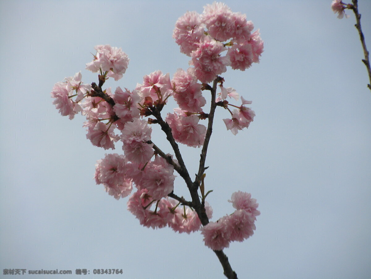 一枝樱花 青白江 首届 国际樱花节 春 阳光 樱花 树林 粉红 一枝 一束 花草 生物世界