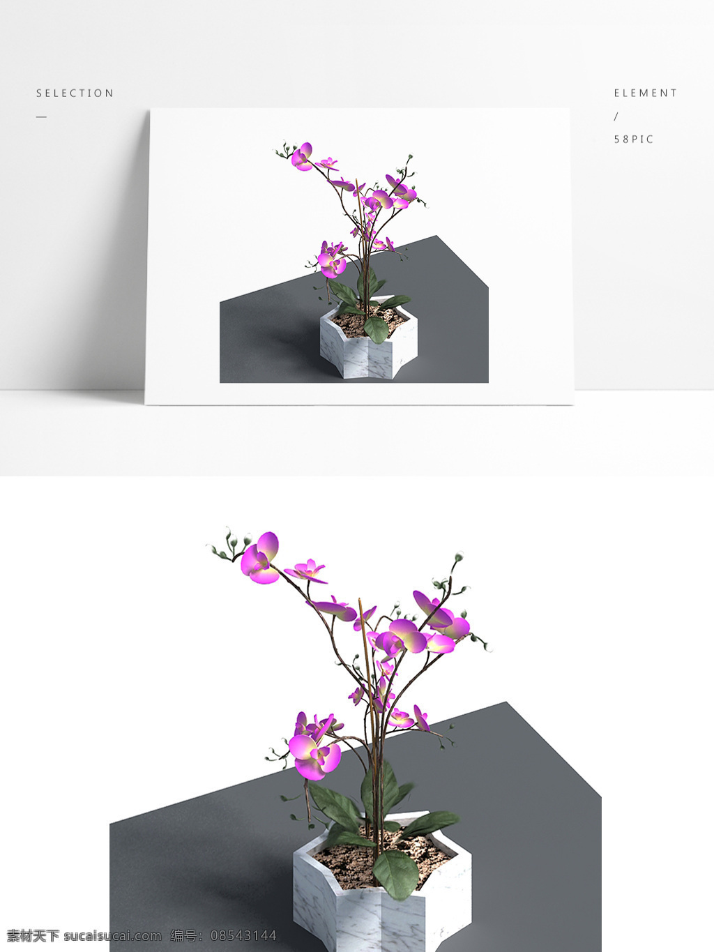 紫色 渐变 蝴蝶兰 紫色渐变 大理石纹理 3d模型 室内盆栽 白底 花苞