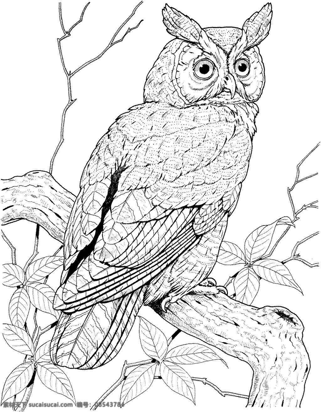猫头鹰 鸟类素描 动物素描 动物手绘画 设计素材 动物专辑 素描速写 书画美术 白色