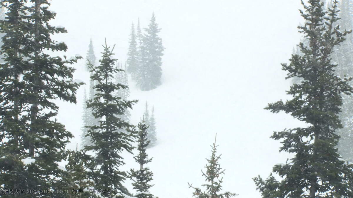 暴风雪 中 只 股票 视频 山 松树 视频免费下载 树 雪 犹他州 雪风暴 其他视频