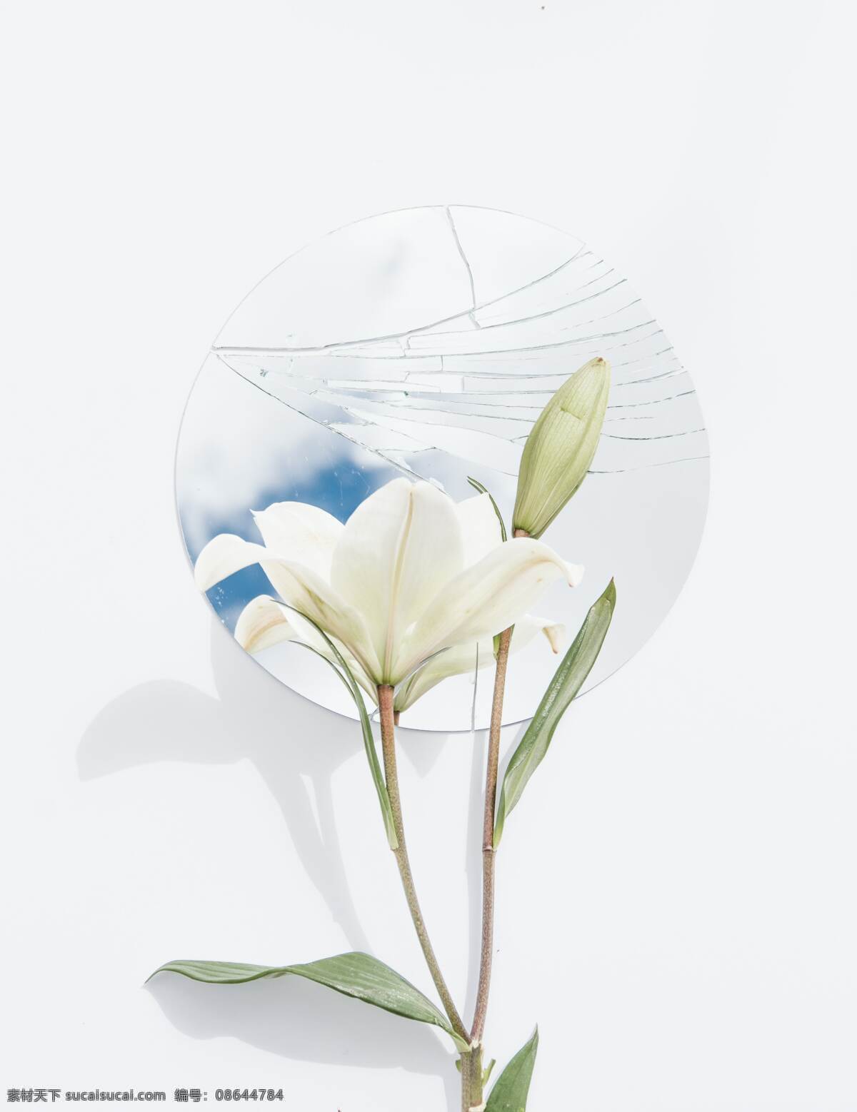 花朵 花 植物 镜子 意境 场景 百合 生物世界 花草