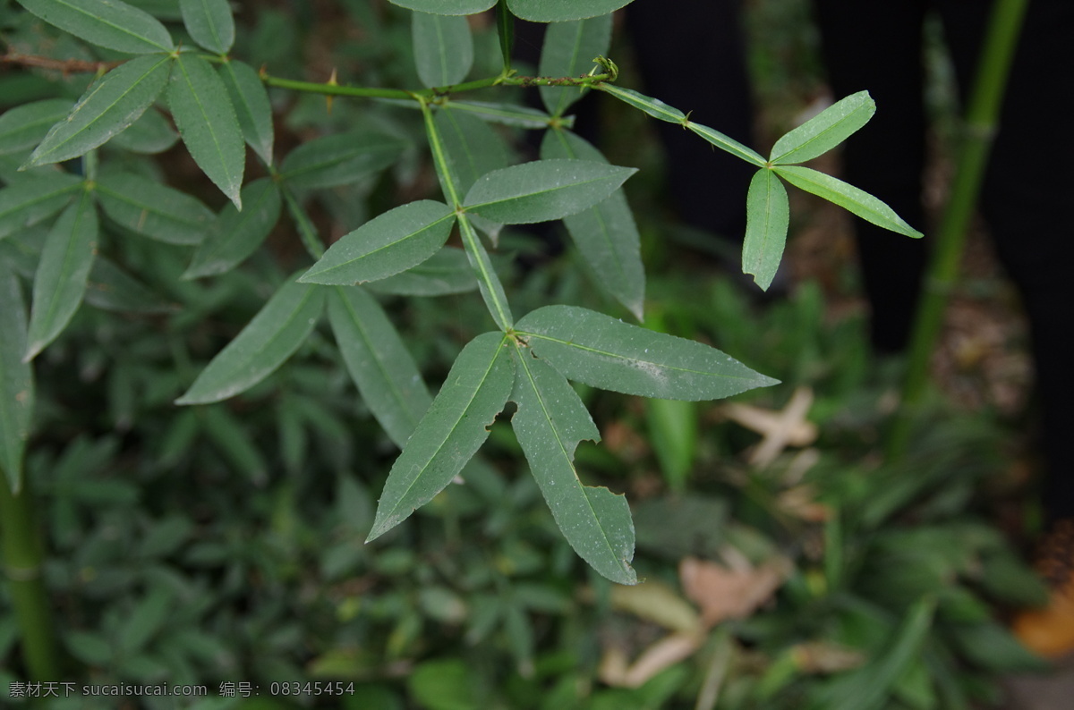 草药 灌木 花草 花椒 生物世界 植物药材 中药 中医 药草 麻椒 花椒叶 花椒树 药园 大椒 秦椒 蜀椒 川椒 山椒 芸香科 花椒属 植株 海报 其他海报设计