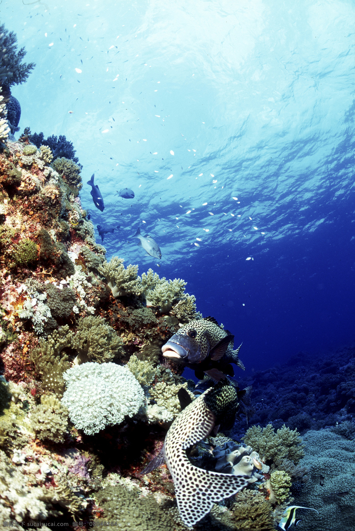 全球 首席 大百科 海底 珊瑚 深海 生物 鱼 生物世界