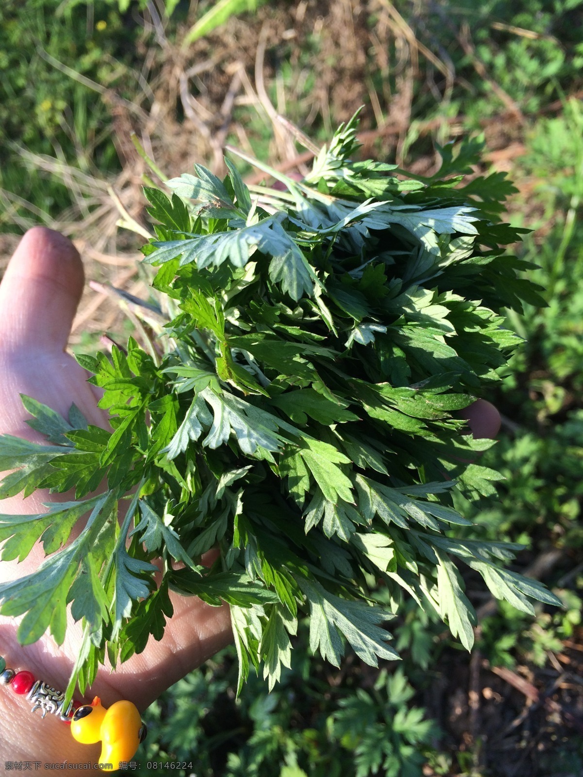 野菜 蒿子 美食 绿叶 绿色食品 青蒿 蒿叶 艾蒿 艾叶 蒿子杆 蓬蒿菜 蒿菜 菊花菜 茼笋 茼莴菜 春菊 打妻菜 艾菜 花冠菊 生物世界 花草