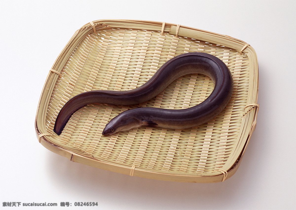 鳝鱼 大图 高清 原生态 生物世界