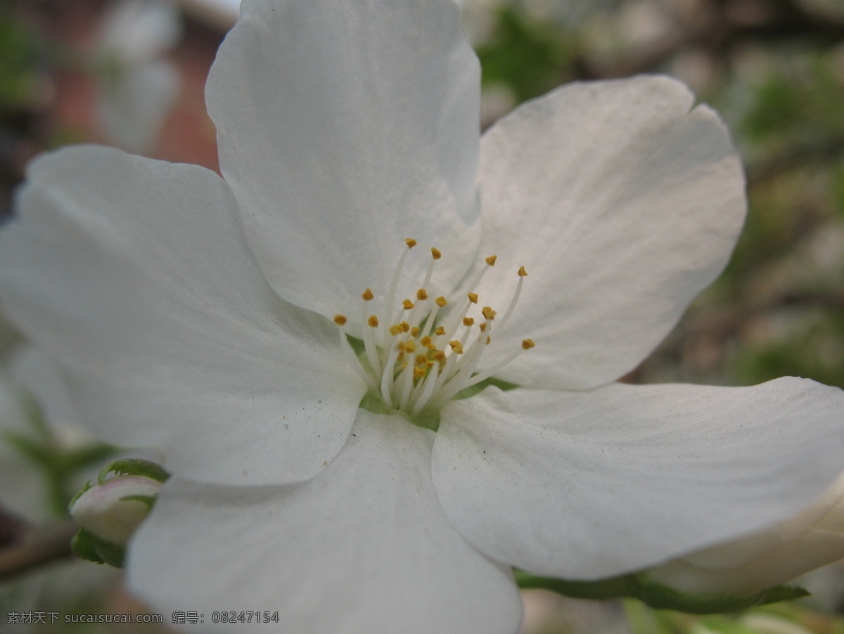 初春 雪白 樱桃花 盛开的 雪白的 灰色