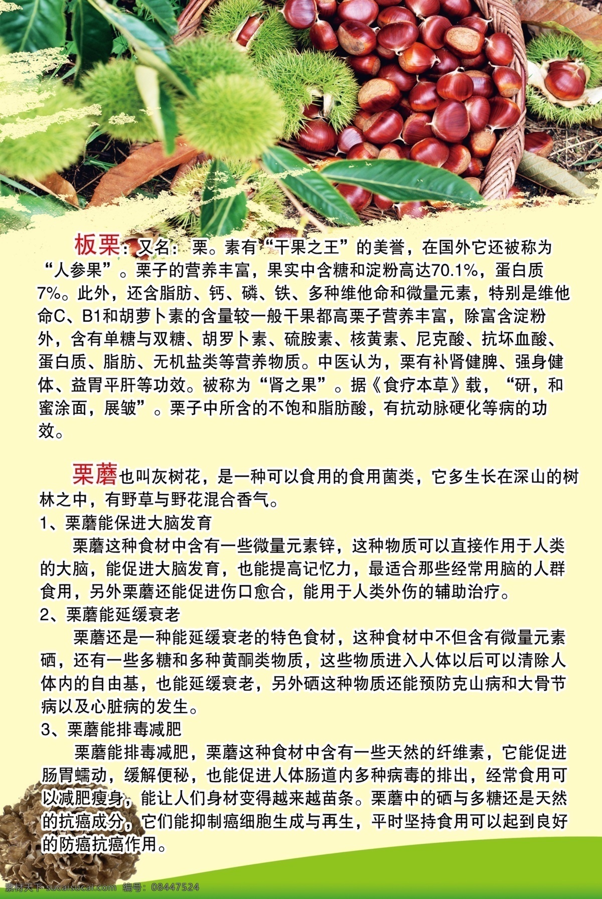 板栗简介 栗蘑 栗蘑简介 干果 特产 迁西特产 分层