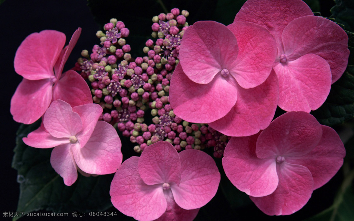 位图免费下载 服装图案 蝴蝶兰 花朵 位图 植物图案 写实花卉 面料图库 服装设计 图案花型
