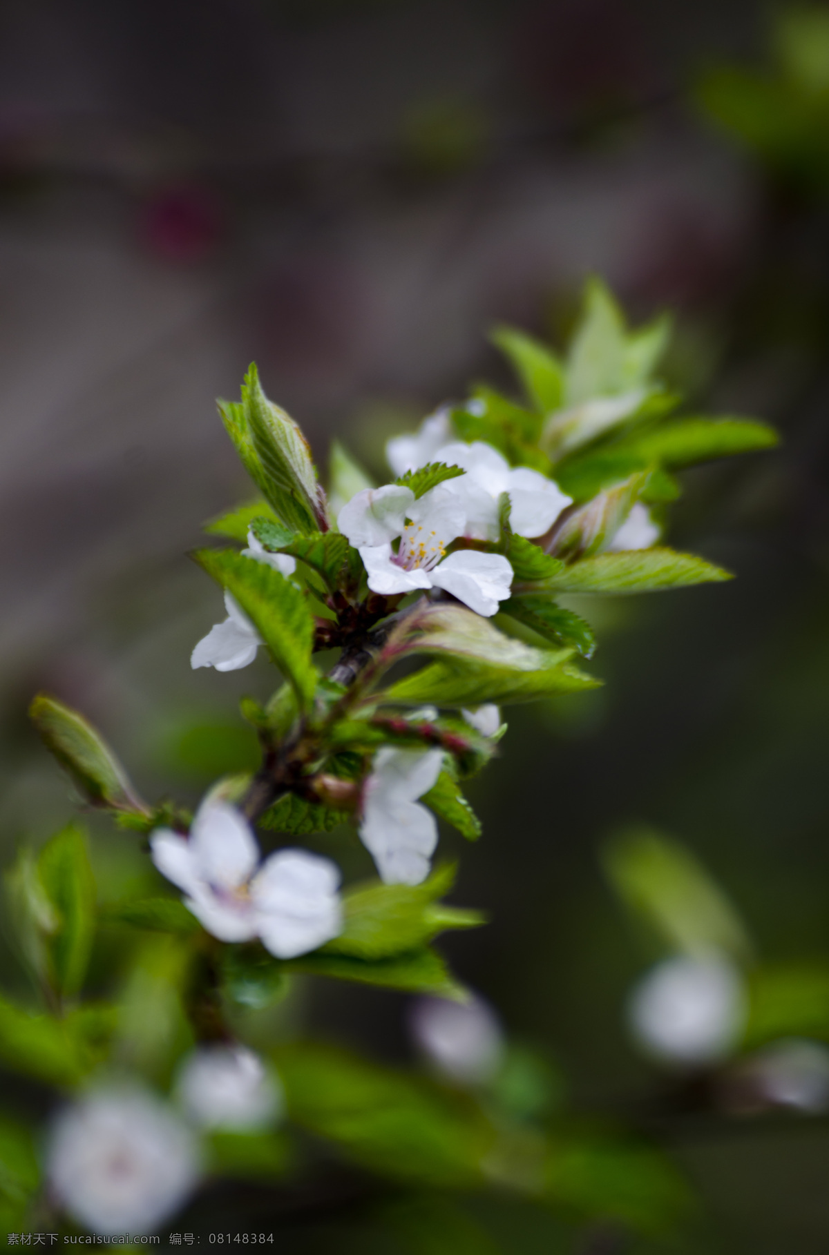野 樱桃花 白色 春天 花草 生物世界 盛开 树枝 鲜花 野樱桃花 野杏花 小花 psd源文件