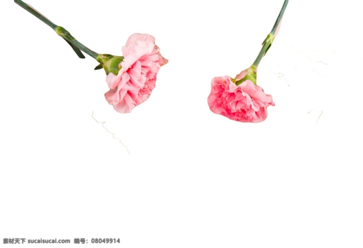 两 朵 粉色 绽放 花朵 花枝招展 娇媚 鲜艳 浪漫 娇娆 婀娜多姿 芳香四溢 花香袭人 绚丽多彩 娇巧迷人 孤芳自赏