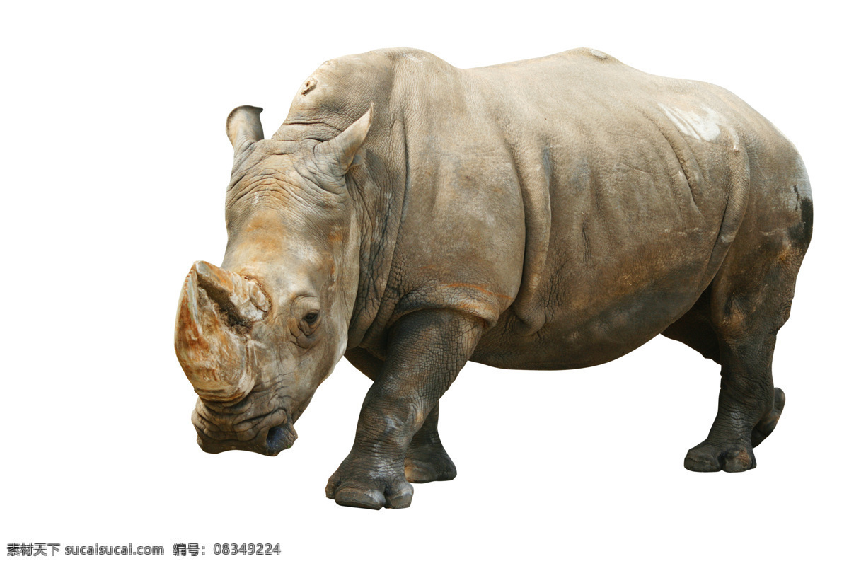 唯美犀牛 唯美 生物 动物 野生 可爱 犀牛 庞大的犀牛 野生犀牛 生物世界 野生动物