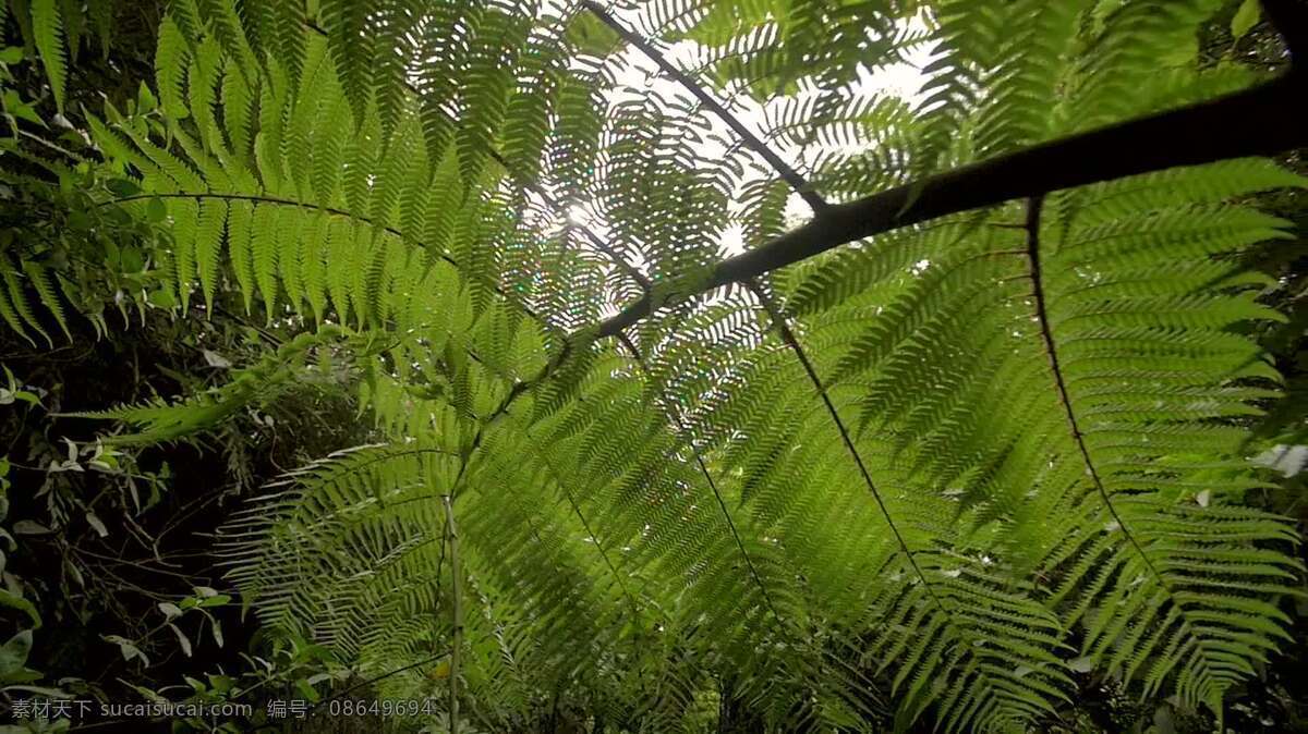 移动 下 面的 fern brach 自然 林地 树 森林 木材 伍兹 林业 荒野 在户外 森林砍伐 生态学 环境 环境的 生态的 公园 栖息地 蕨类植物 叶子 叶 分支