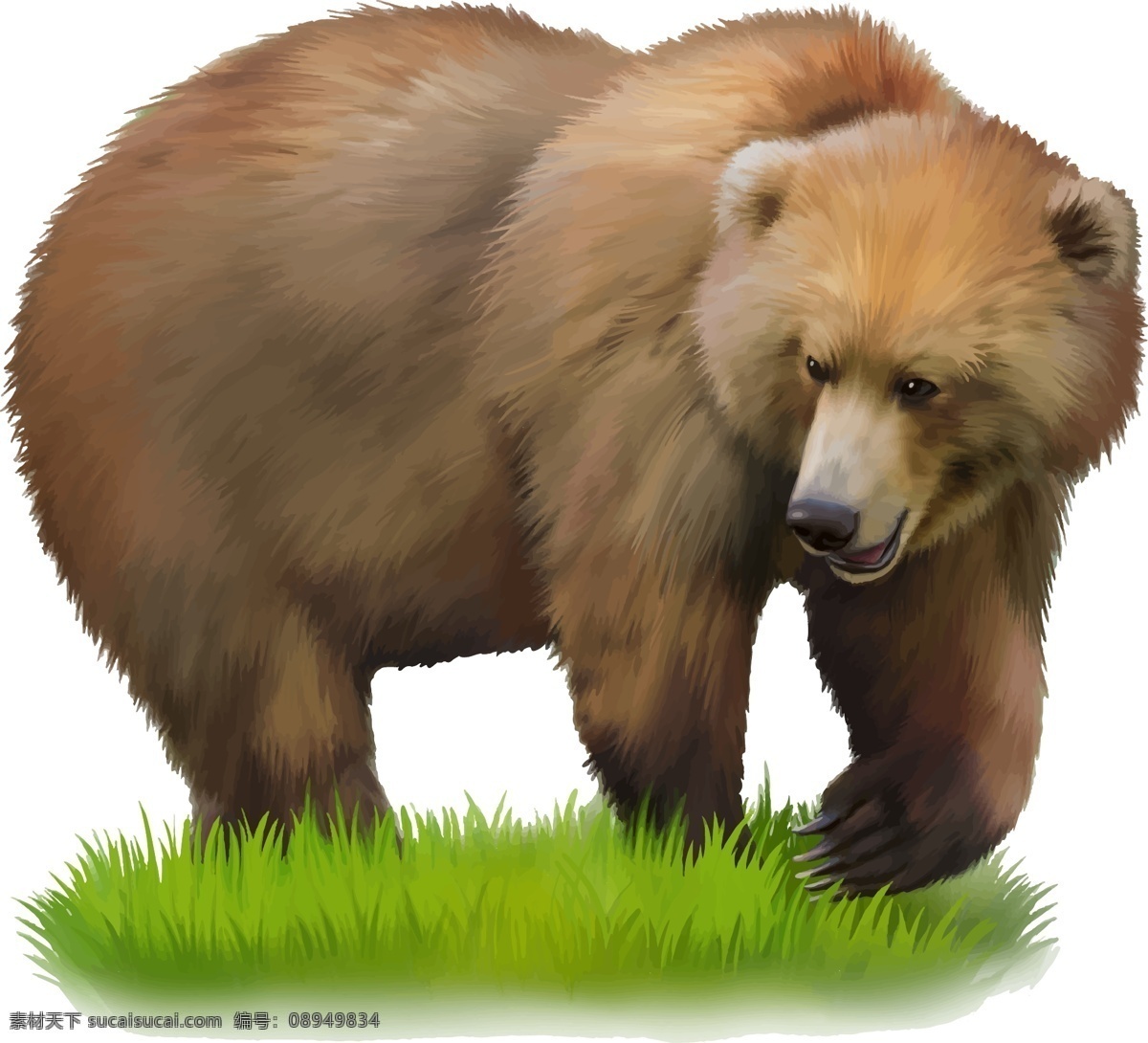 卡通狗熊 草地 动物世界 野生动物 动物摄影 陆地动物 生物世界 卡通动物 矢量素材 白色