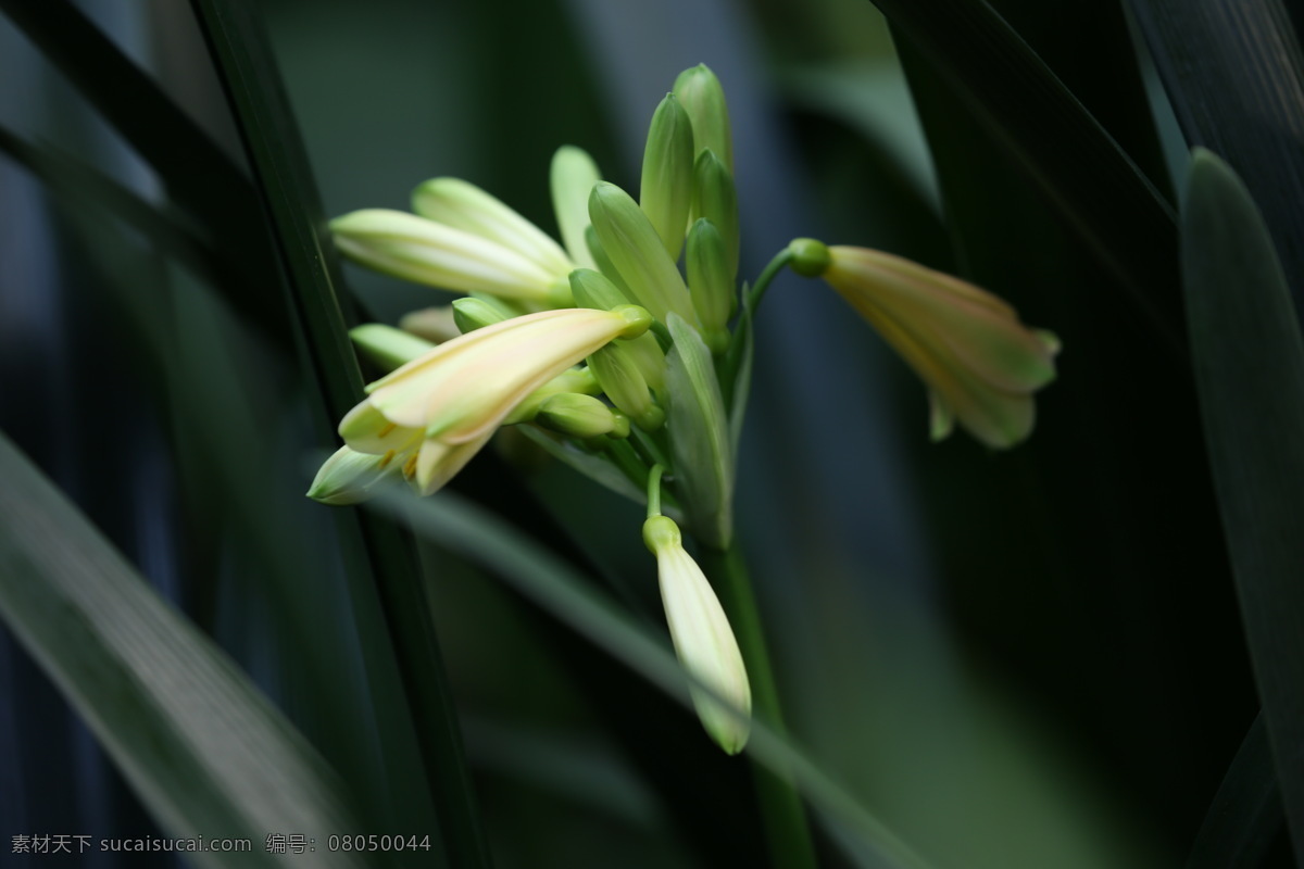 大花君子兰 剑叶石蒜 大叶石蒜 观赏花卉 花卉 花朵 花蕊 花瓣 绿化景观 花草 花卉大观园 生物世界