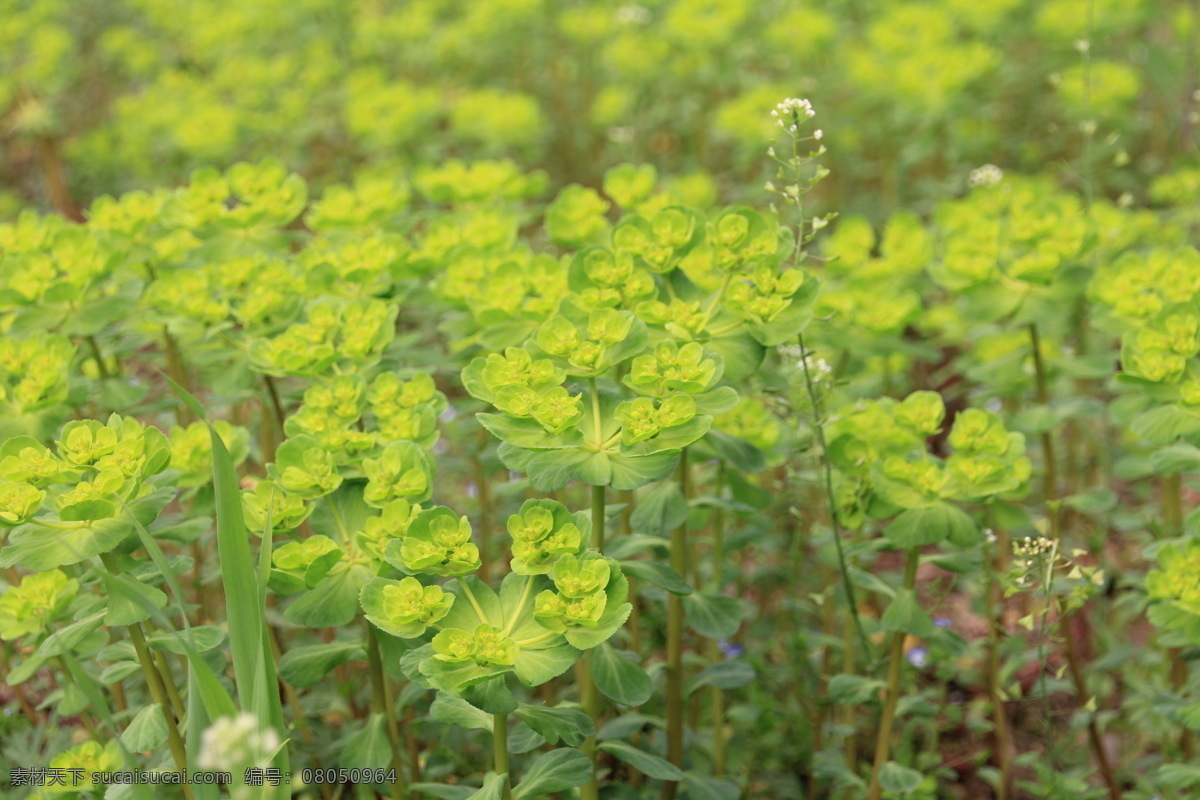 春天 四 叶 草 花草 嫩绿 生物世界 四叶草 春天四叶草 遍地 新绿 植物王国