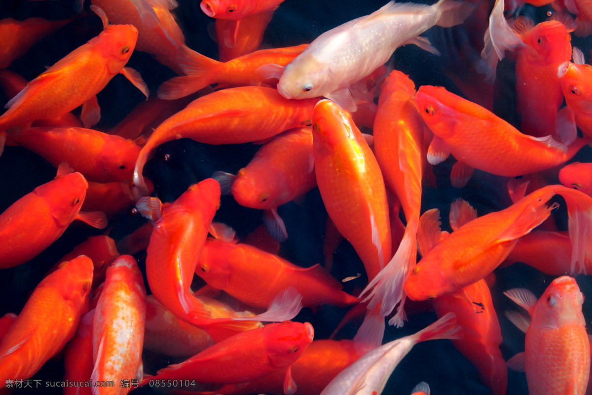 红鱼 煊 生物世界