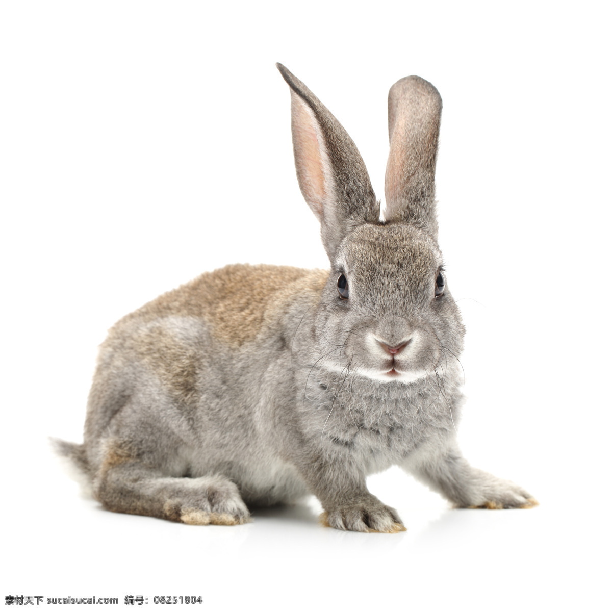 长耳朵 兔子跳 动物世界 动物 动物素材 野生动物摄影 生物世界 野生动物