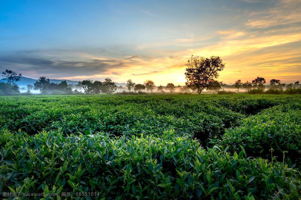 茶园 茶叶 风景 晨曦 茶 自然景观 自然风光