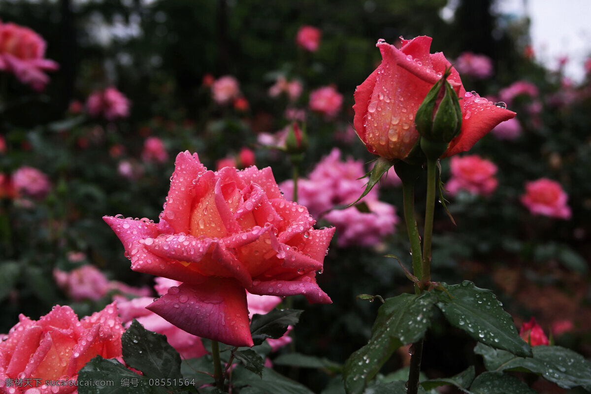 红玫瑰 玫瑰花 园林 花园 花圃 花蕊 花蜜 红花 花丛 花海 花展 玫瑰花园 粉玫瑰 白玫瑰 黄玫瑰 生物世界 花草