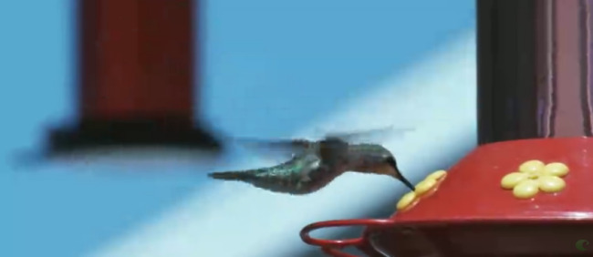 蜂鸟 吮吸 高清 实拍 视频 高清实拍 自然