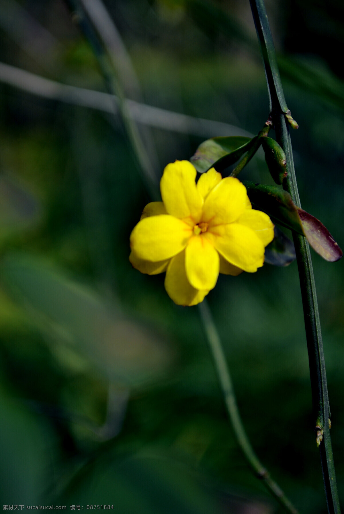 迎春花 春天的花 花朵 黄色花 植物 花草 春天 生物世界