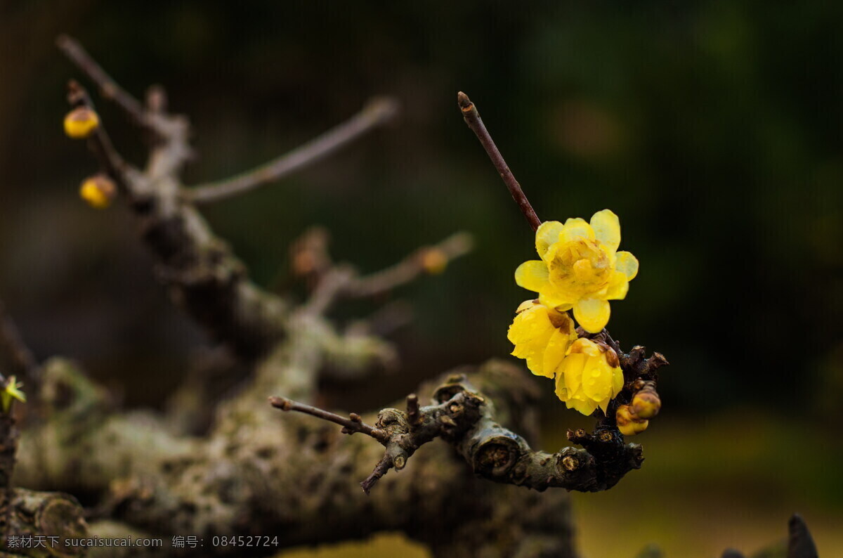 梅花香 植物特写 花朵素材 花卉 花瓣 生物世界 花草 黄色花朵 树枝树干 梅花 梅花素材