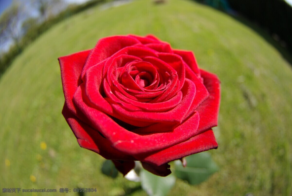 红玫瑰 玫瑰花 红花 红色花朵 艳丽花朵 红色 艳丽 花朵 花卉 鲜花 花瓣 花苞 唯美花朵 叶子 绿叶 植物花朵 植物 生物世界 花草