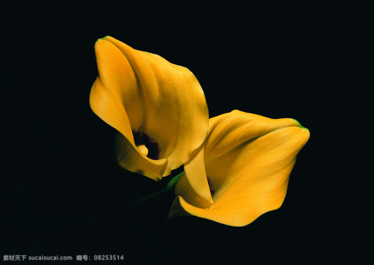 花艺 摆设 花 花卉 鲜花 花艺摆设