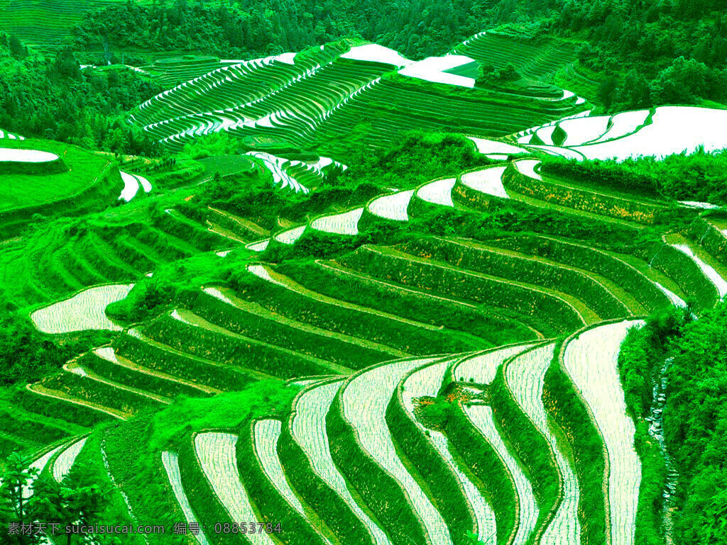 田园 环境 绿色 美景 农业 清新 梯田 田园风光 自然景观 矢量图 日常生活