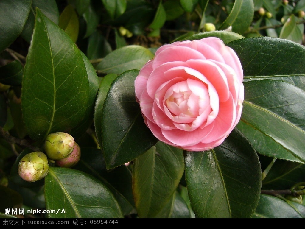 山茶花图片 山茶花 粉红色 自然景观 田园风光 花朵 含苞未放 娇艳 花蕾 生物世界 花草 摄影图库