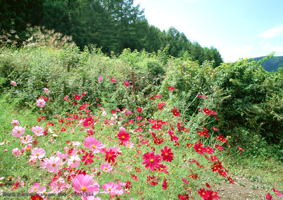 田园小花 小花 山上的小花 绿色