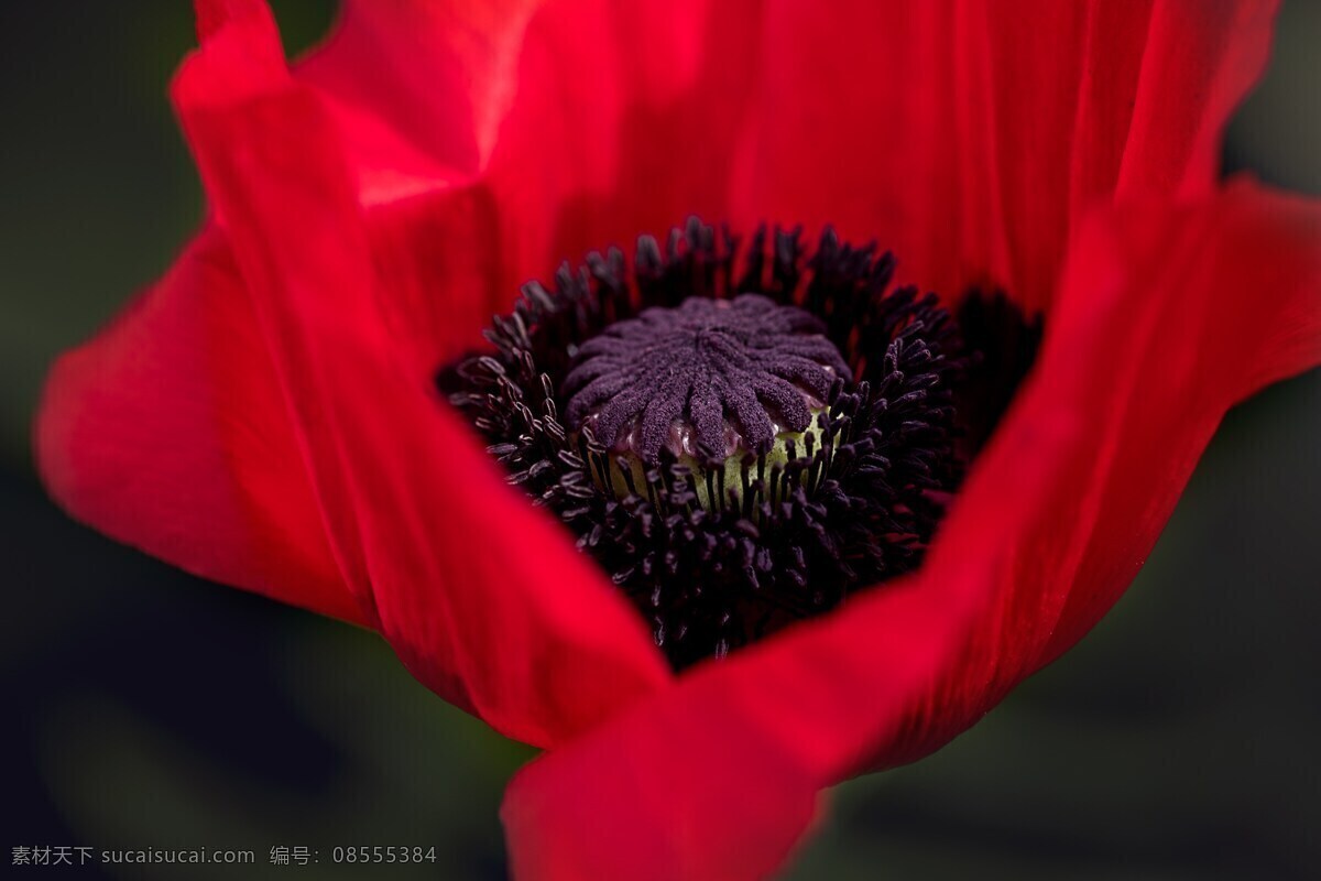 唯美 红色 罂粟花 高清 唯美唯美 红色罂粟 红花 红色花朵