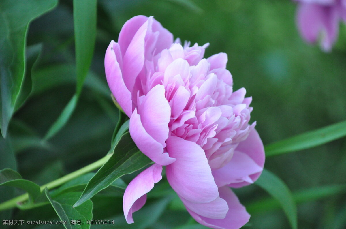 高清 粉色 牡丹花 粉色牡丹 唯美牡丹 粉色花朵 花朵